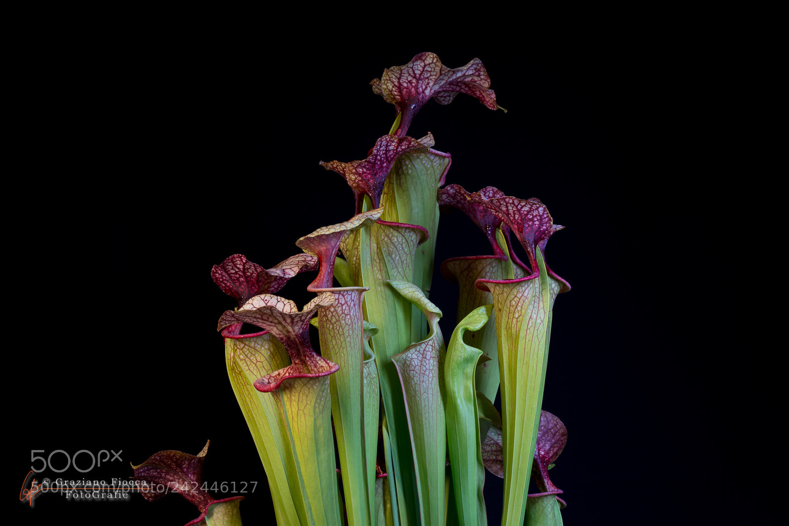 Nikon D7200 sample photo. Sarracenia on black photography