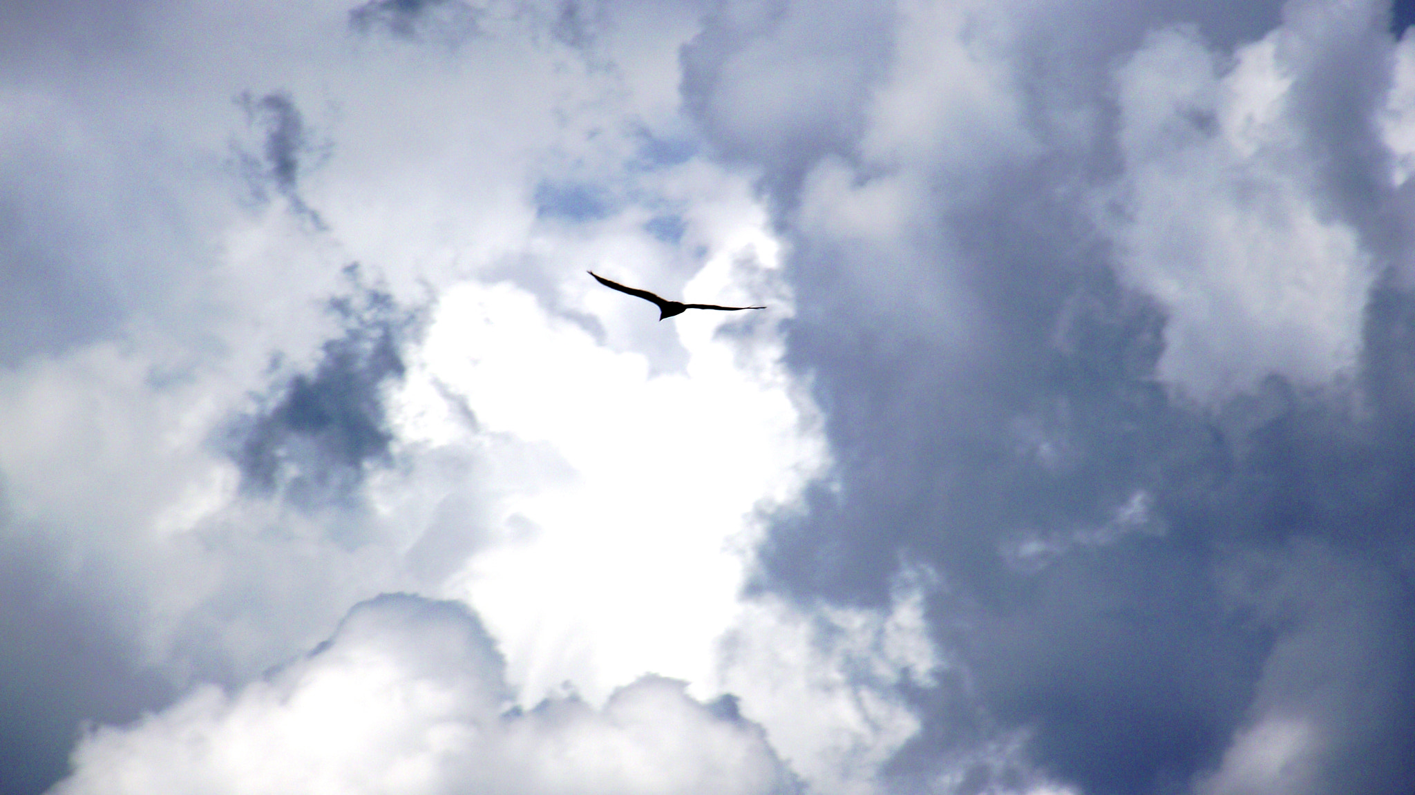 FujiFilm FinePix S1600 (FinePix S1770) sample photo. Mesa verde flying bird photography