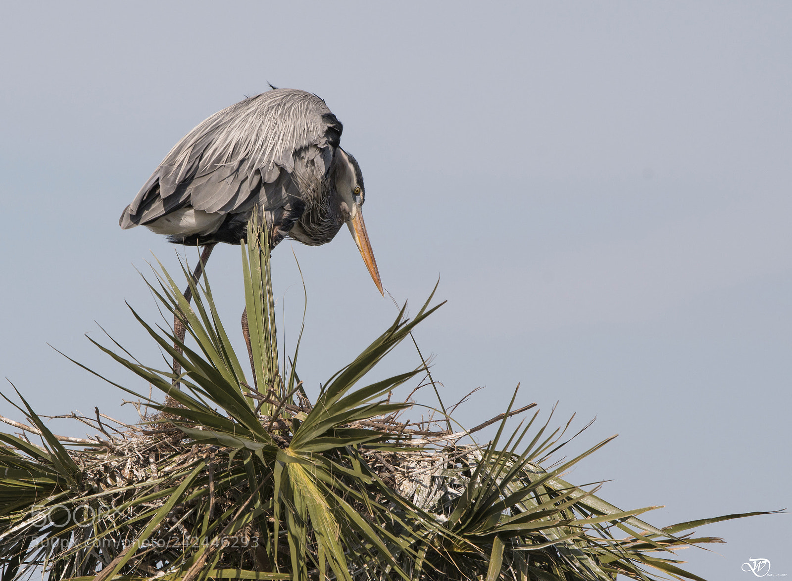 Nikon D500 sample photo. Viera wetlands (florida) photography