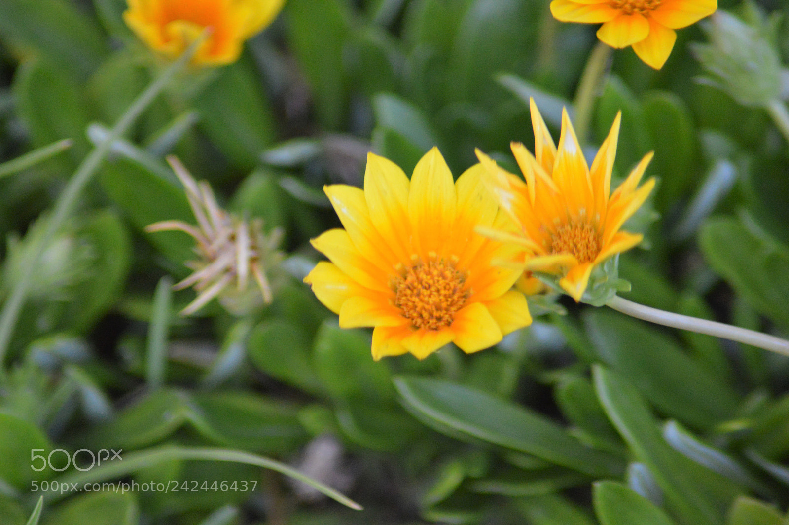 Nikon D3200 sample photo. () photography