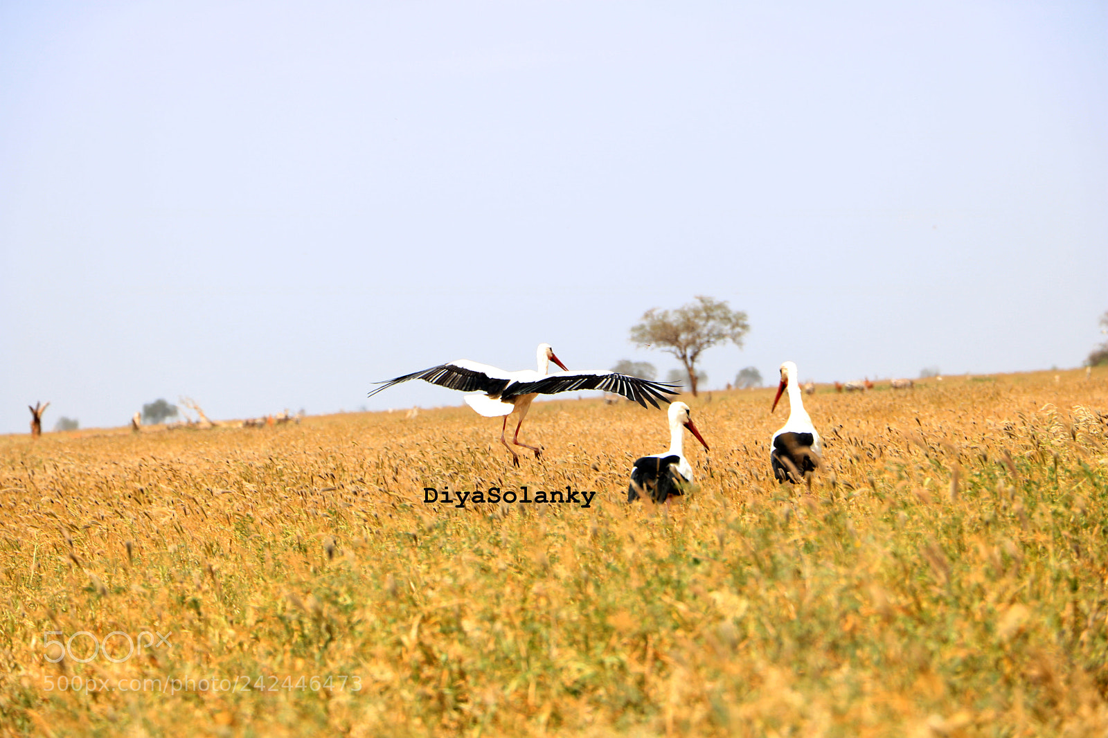 Canon EOS 750D (EOS Rebel T6i / EOS Kiss X8i) sample photo. Come on guys join photography