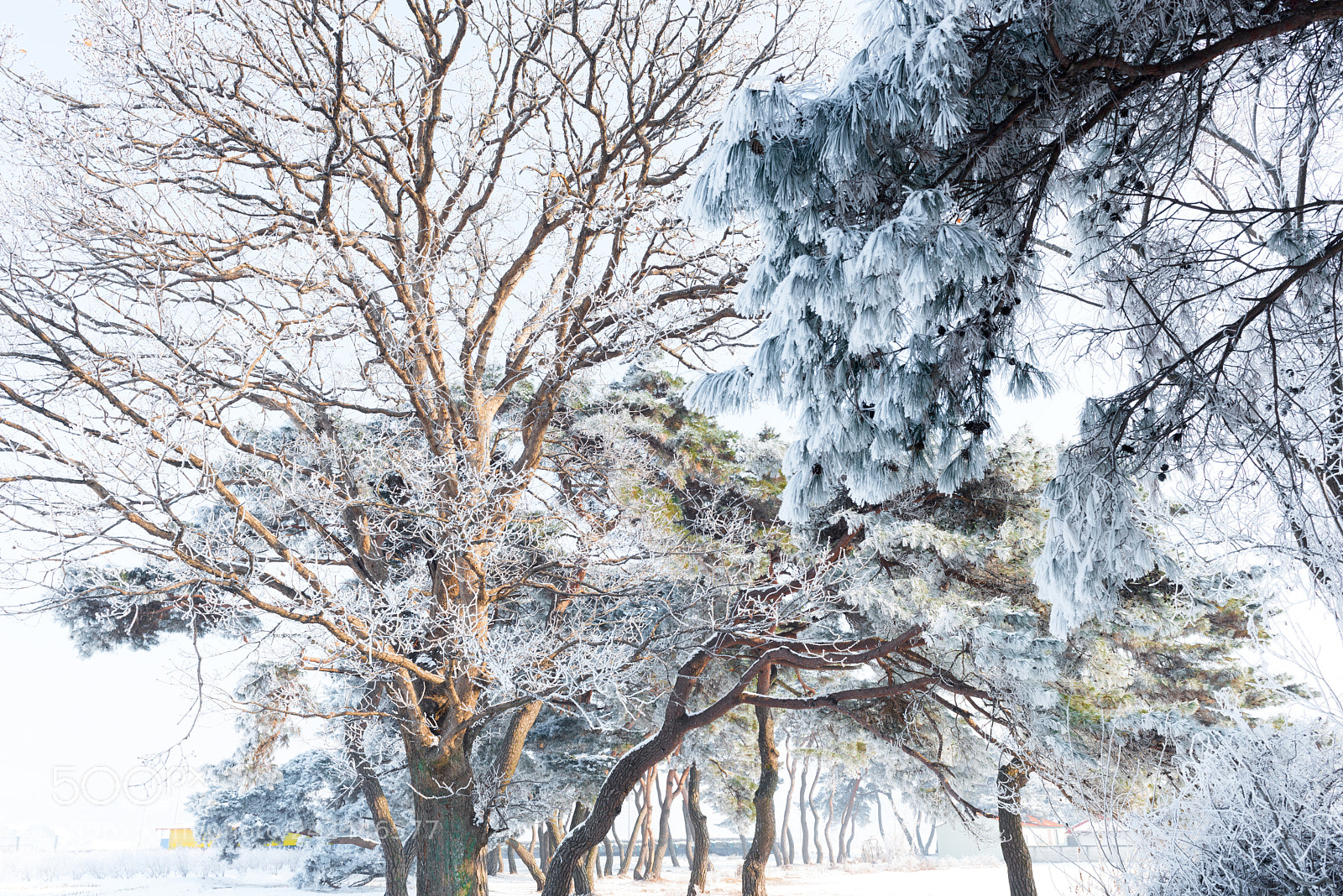 Nikon D810 sample photo. Rime-flowers with coolness photography