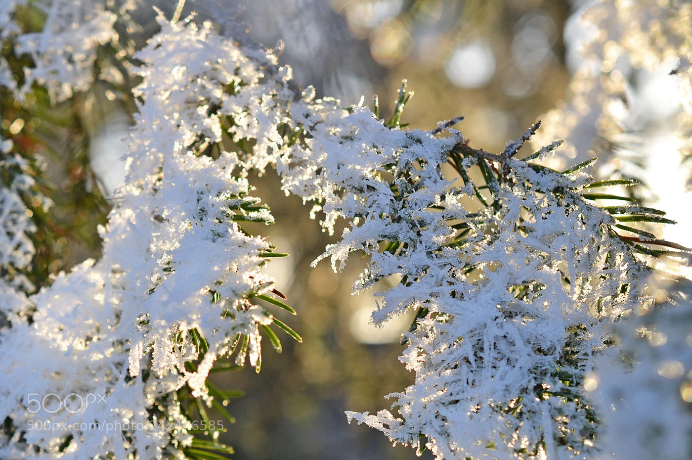 Nikon D3100 sample photo. Winter bokeh photography