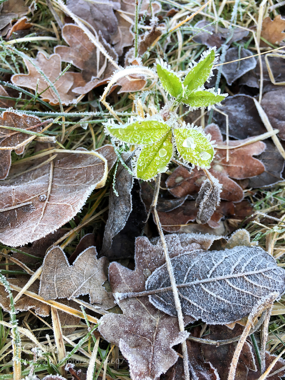 Apple iPhone 6s sample photo. Winther wonderland ?❄️ photography