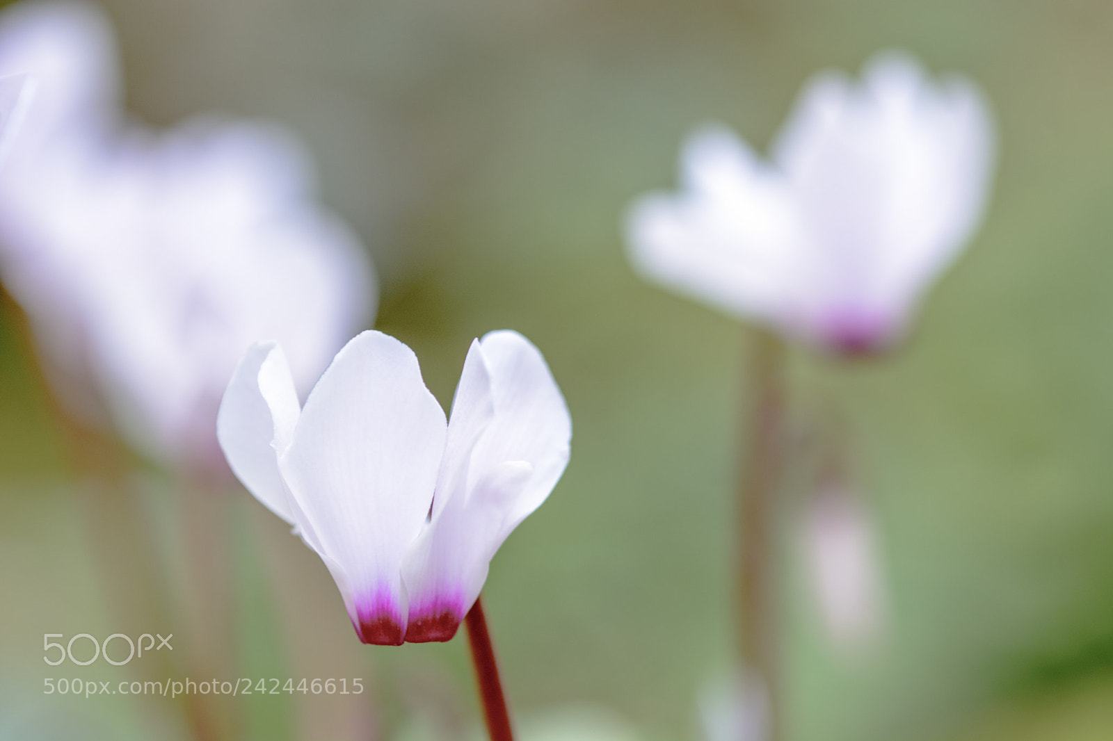 Nikon D7100 sample photo. Cyclamen photography