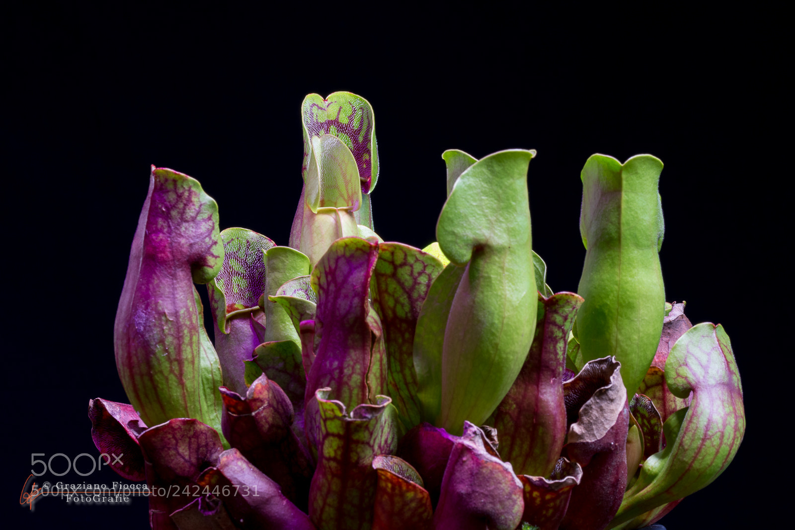 Nikon D7200 sample photo. Sarracenia purpurea photography