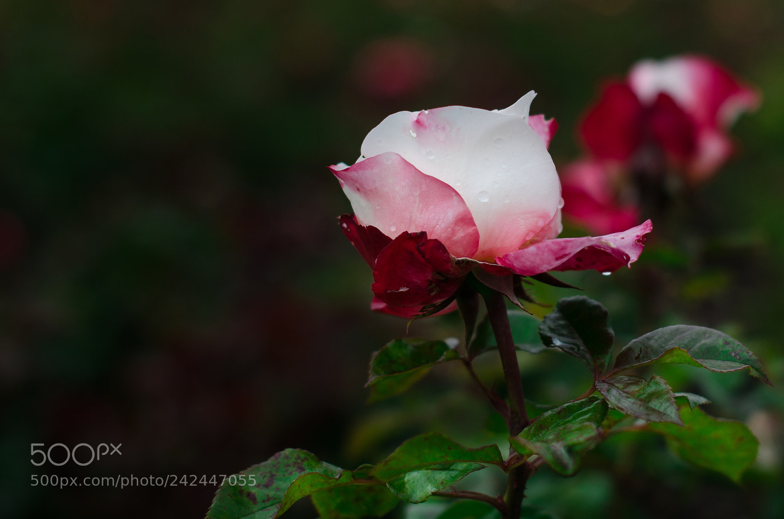 Nikon D5100 sample photo. English rose photography