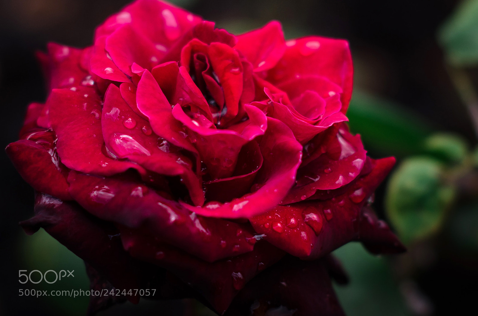 Nikon D5100 sample photo. English rose photography