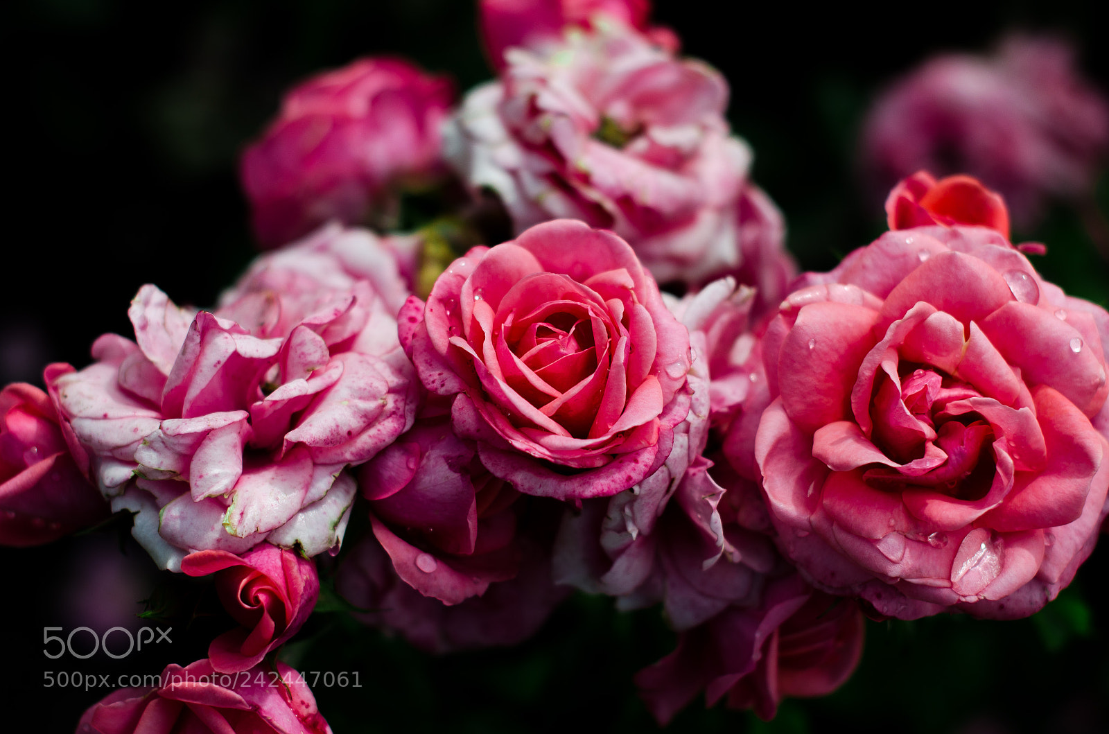 Nikon D5100 sample photo. English rose photography