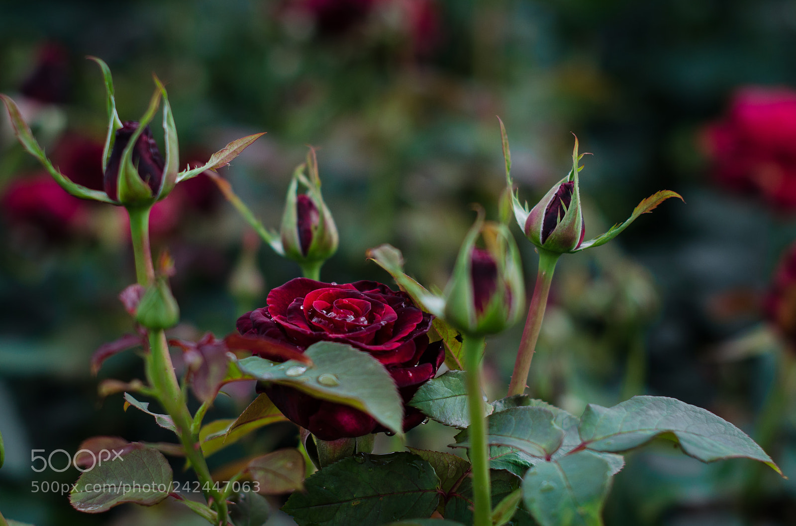 Nikon D5100 sample photo. English rose photography