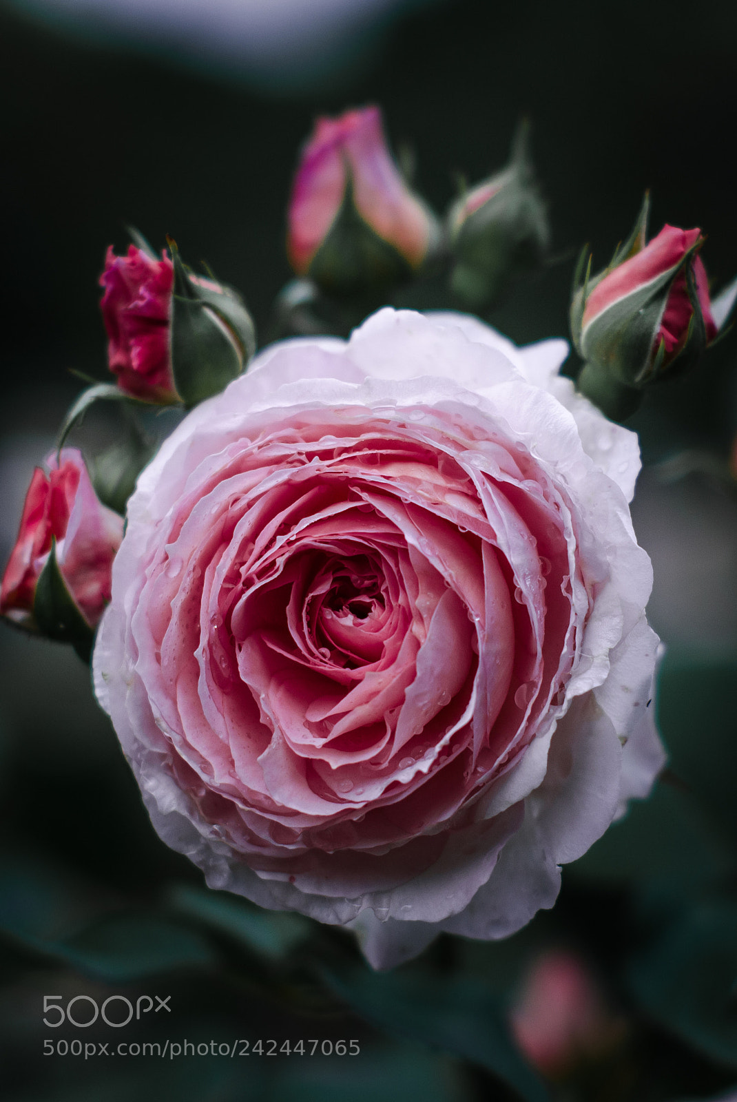 Nikon D5100 sample photo. English rose photography