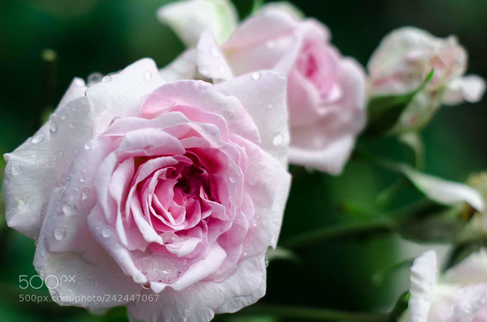 Nikon D5100 sample photo. English rose photography