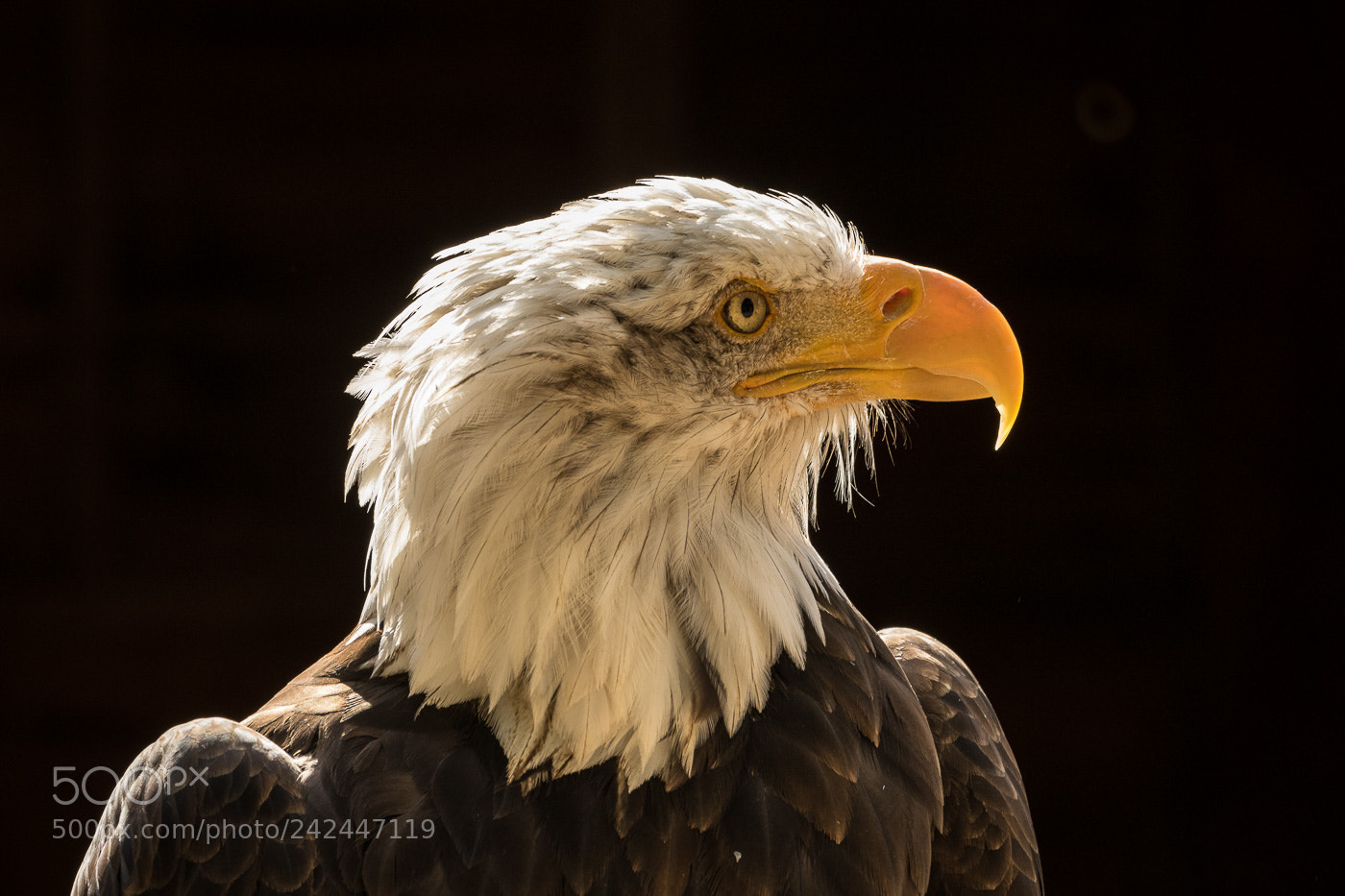 Canon EOS 7D Mark II sample photo. Bald eagle photography