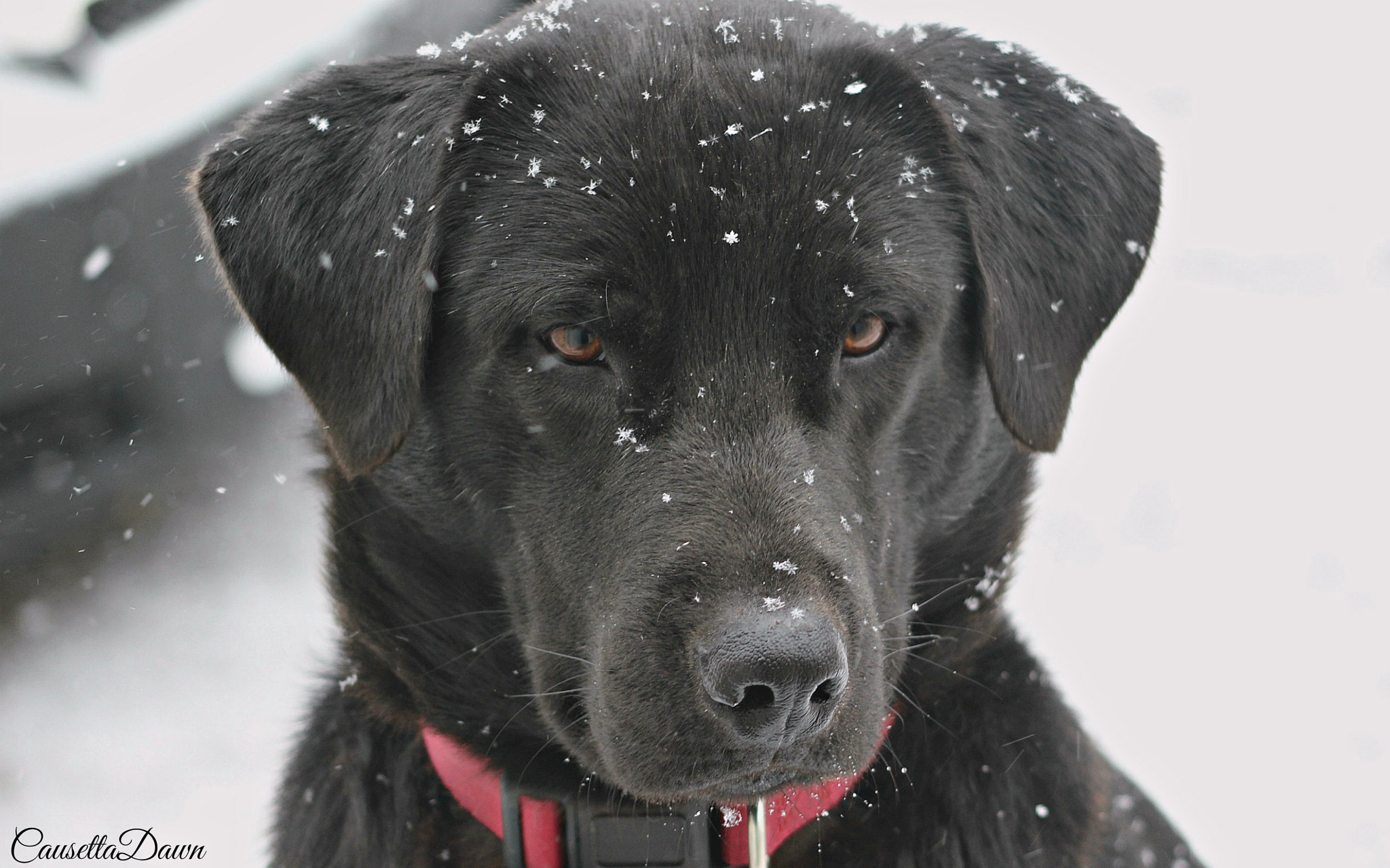 Canon EF 55-200mm F4.5-5.6 II USM sample photo. Cold nose, warm heart photography