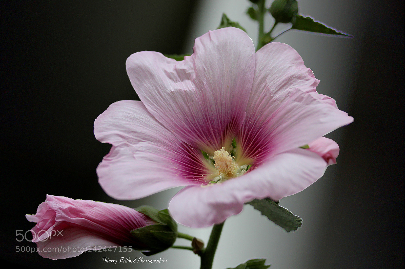 Canon EOS 600D (Rebel EOS T3i / EOS Kiss X5) sample photo. Pink hollyhock photography