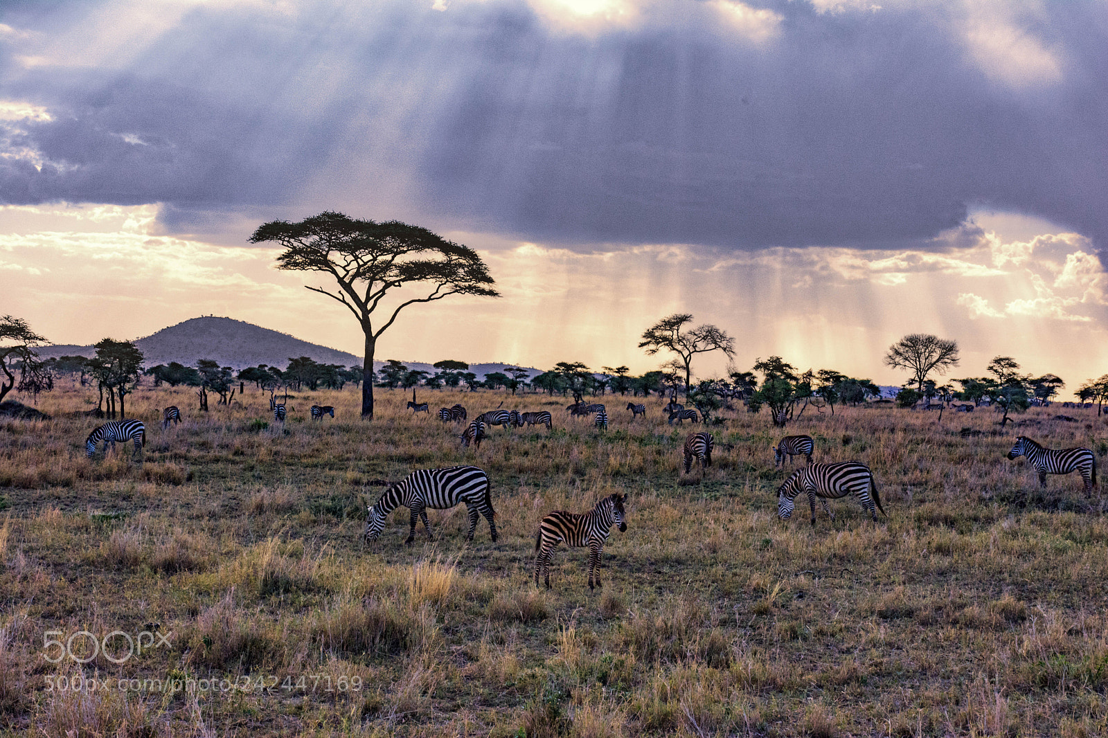 Nikon D7100 sample photo. Safari in serengeti photography