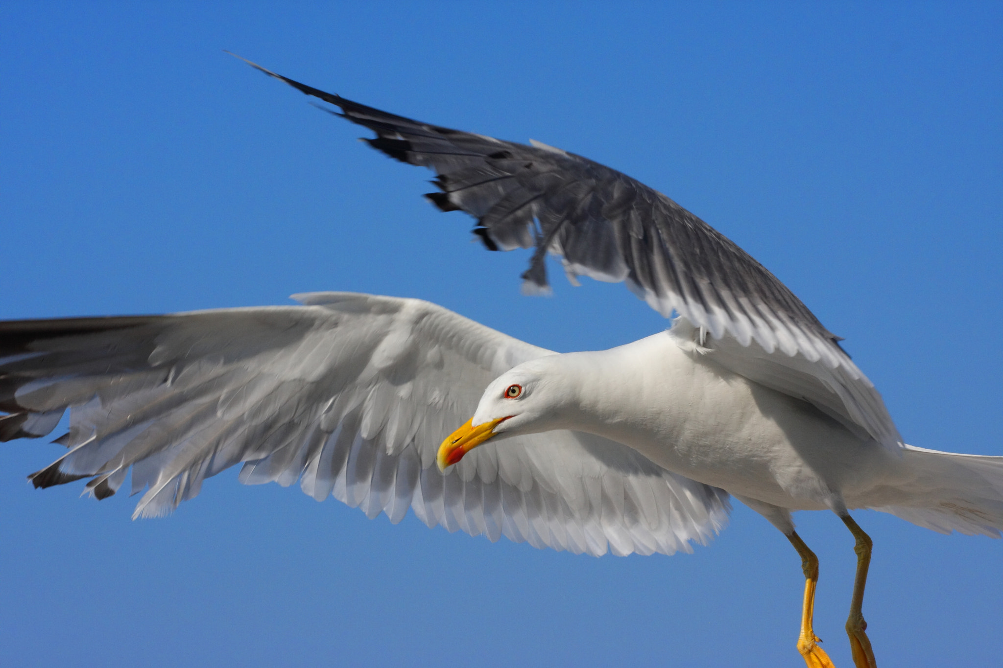 Canon EF 70-200mm F4L USM sample photo. Soaring photography