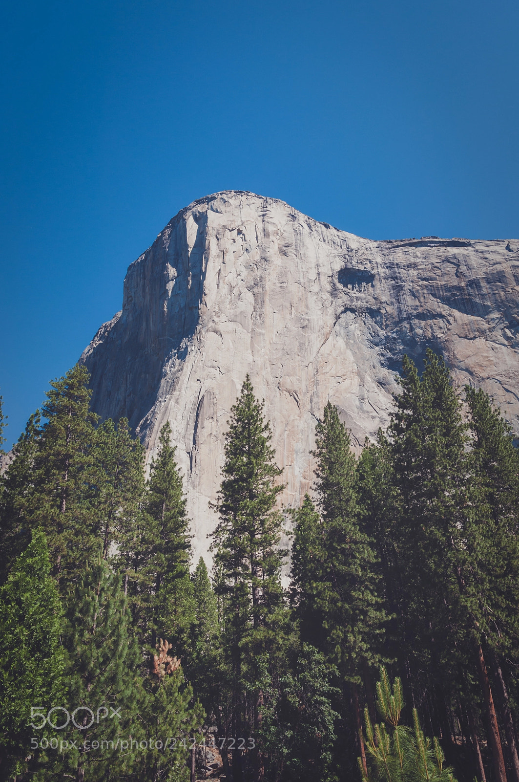 Nikon D90 sample photo. Cliff and trees in photography