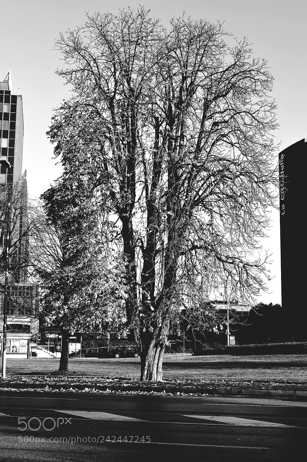 Nikon D3S sample photo. Copia bwweb photography