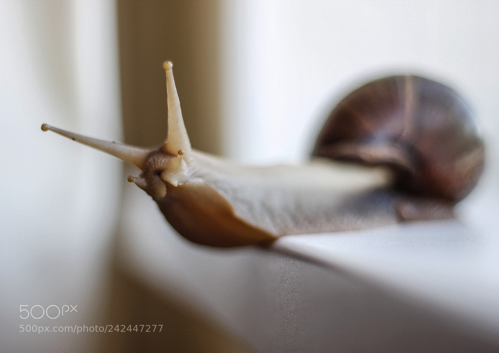 Canon EOS 550D (EOS Rebel T2i / EOS Kiss X4) sample photo. Snail photography