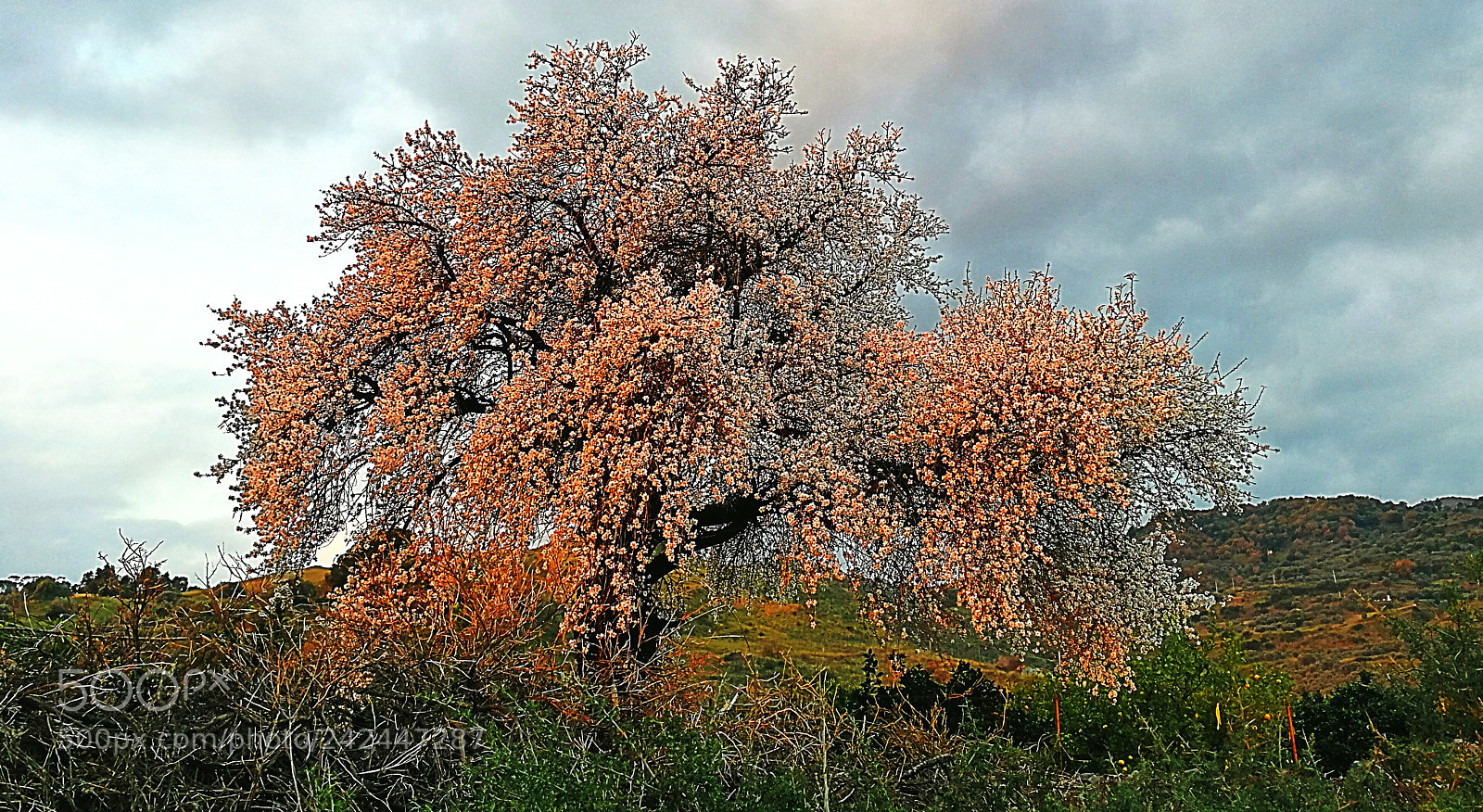 HUAWEI P10 sample photo. Fioritura in gennaio photography