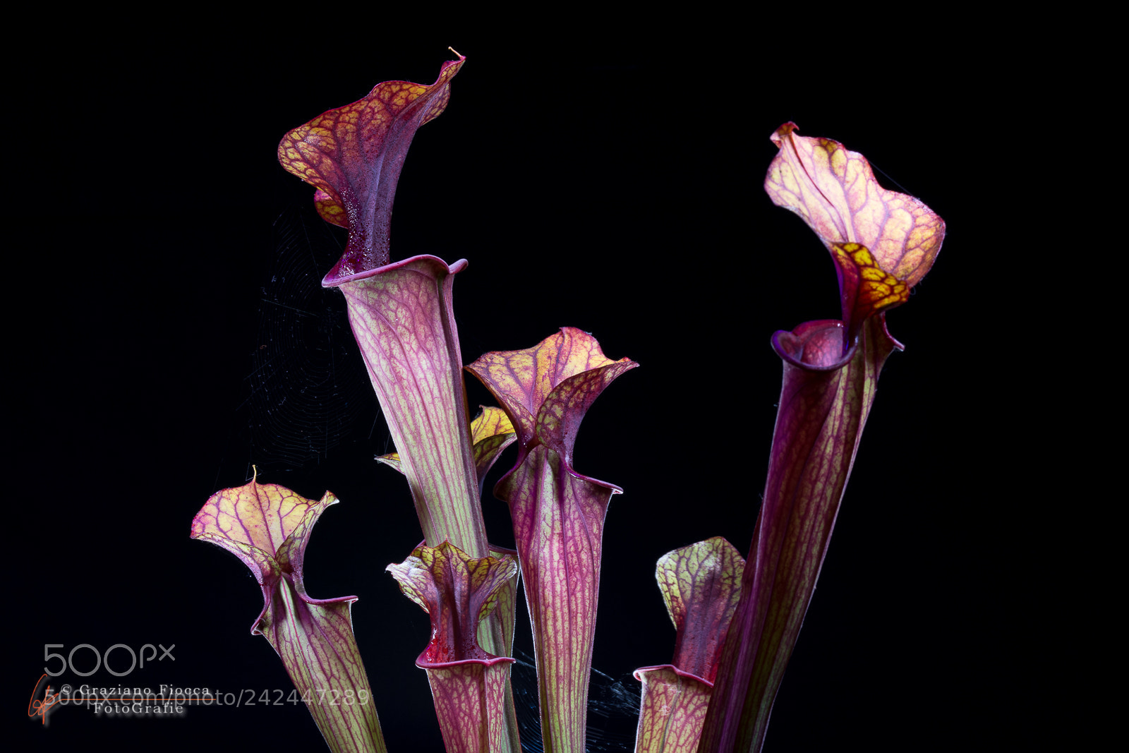 Nikon D7200 sample photo. Sarracenia photography