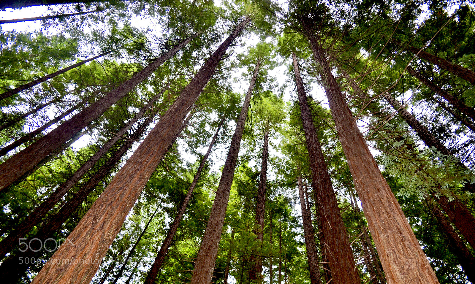 Nikon D3100 sample photo. Redwood tree forest view photography