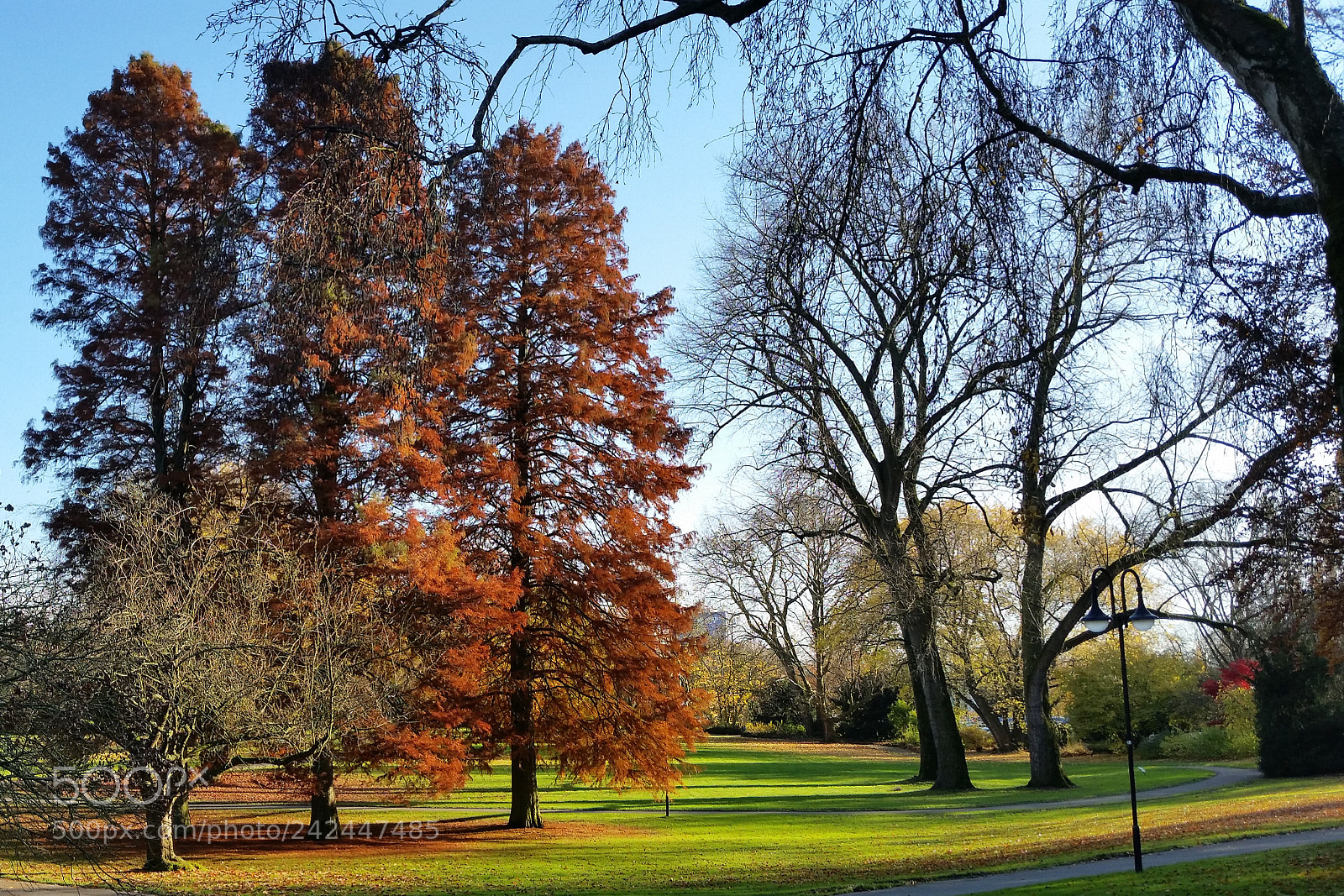 Samsung Galaxy S5 sample photo. In the park photography