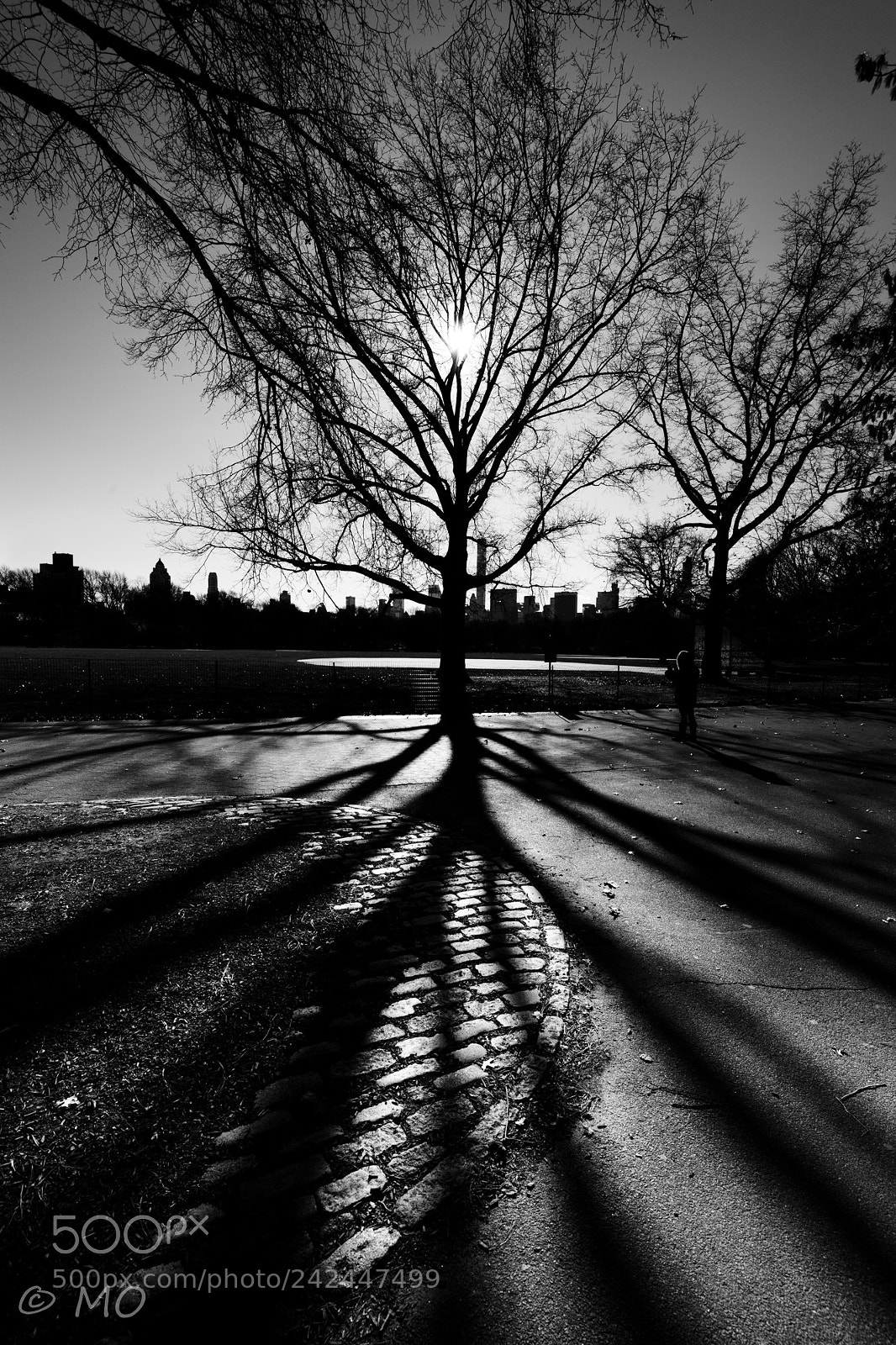 Nikon D5 sample photo. Back to black photography