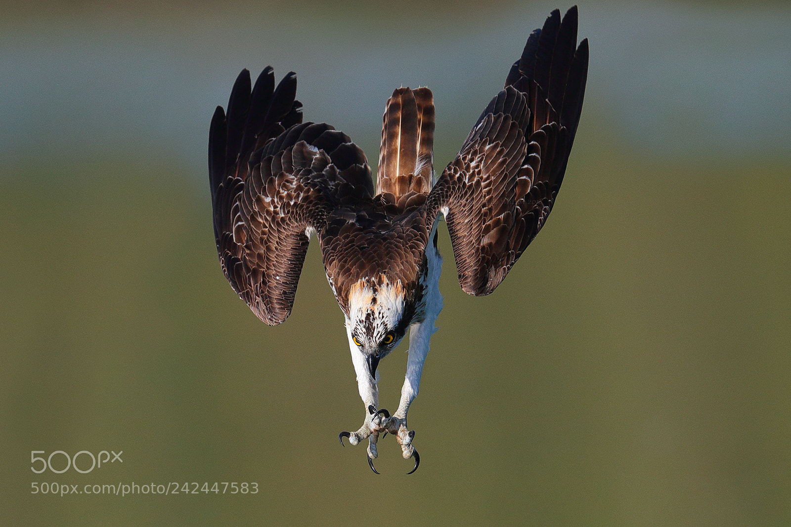 Canon EOS-1D X Mark II sample photo. Osprey photography