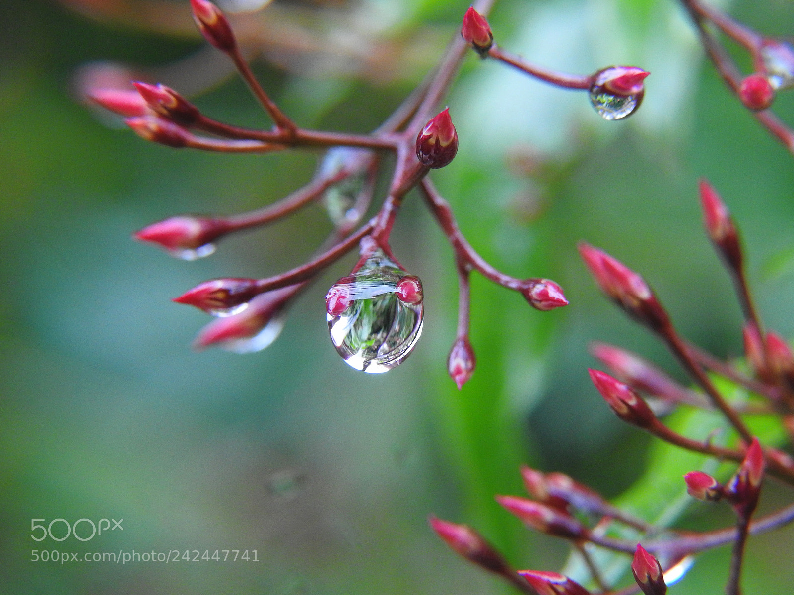 Nikon Coolpix P900 sample photo. Water drop photography