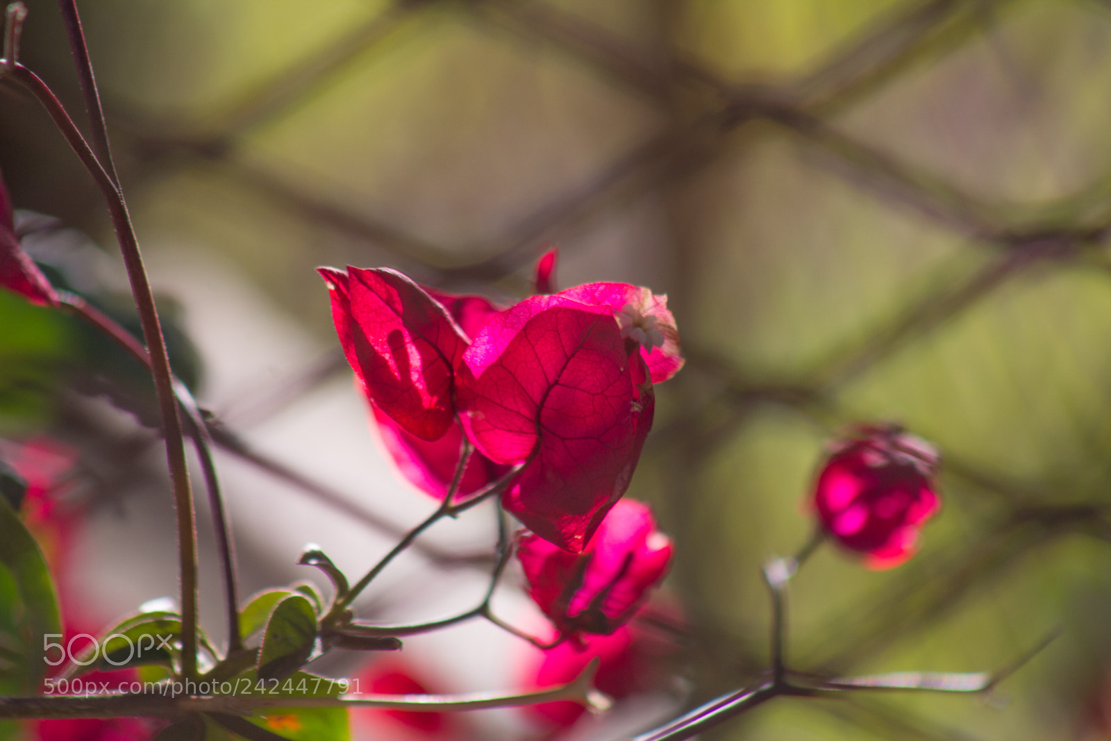 Canon EOS 60D sample photo. Img photography