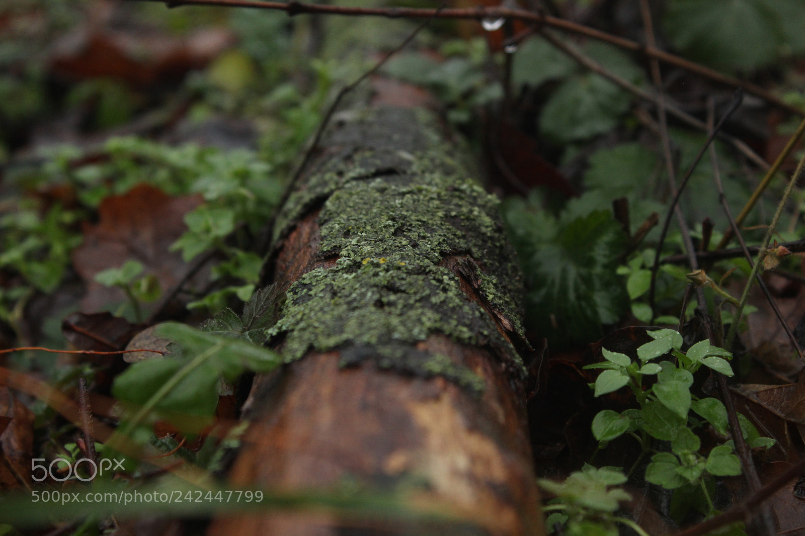Canon EOS 600D (Rebel EOS T3i / EOS Kiss X5) sample photo. In the woods photography