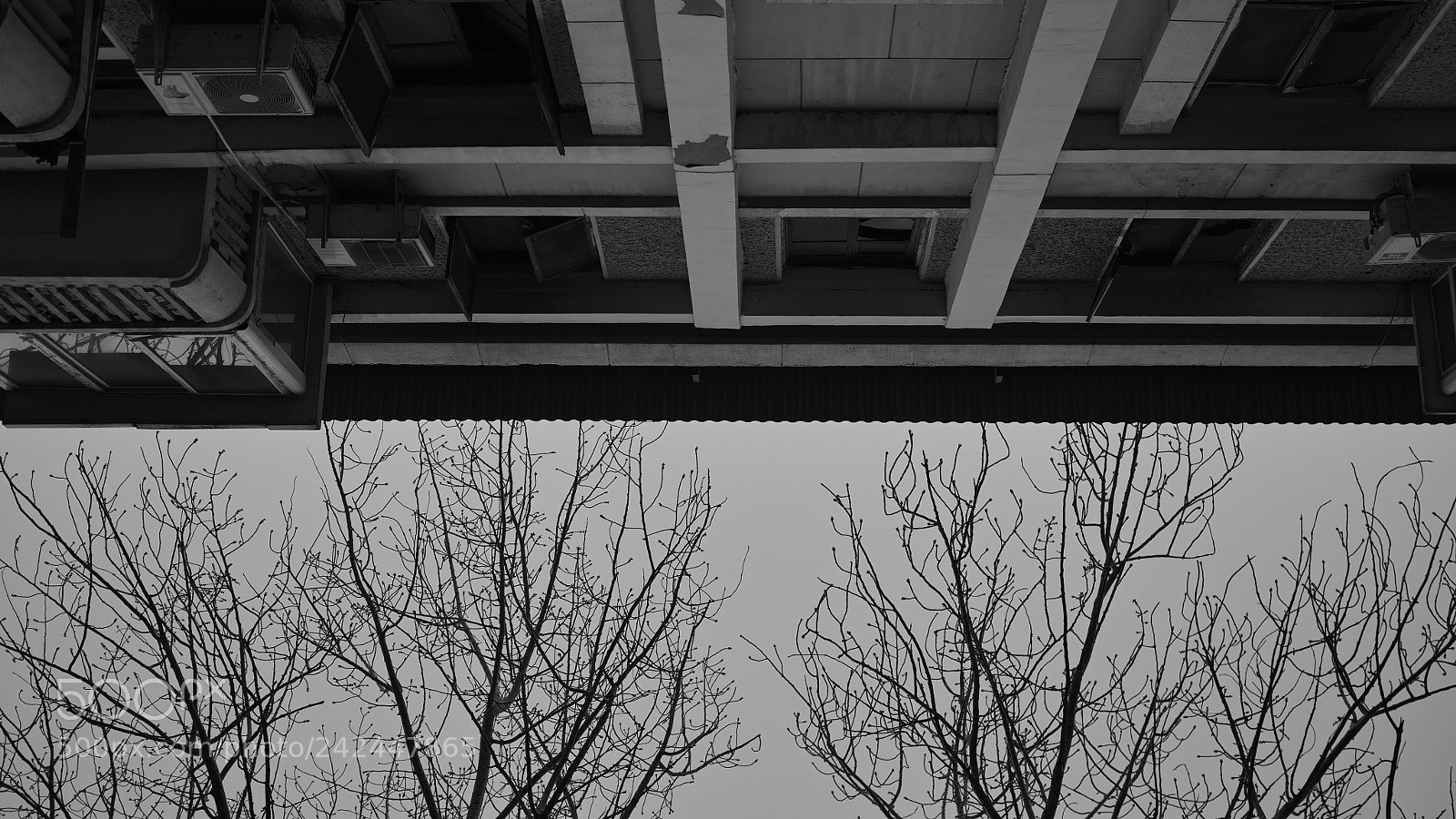 Sigma DP2 Merrill sample photo. 树和房子 photography
