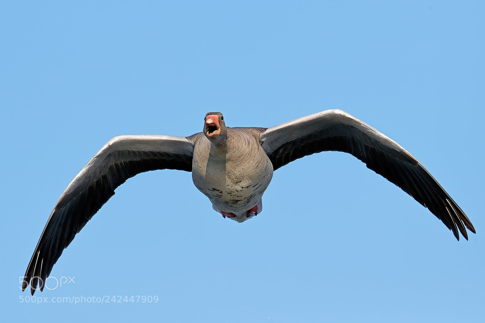 Canon EOS-1D X Mark II sample photo. Call of the wild photography
