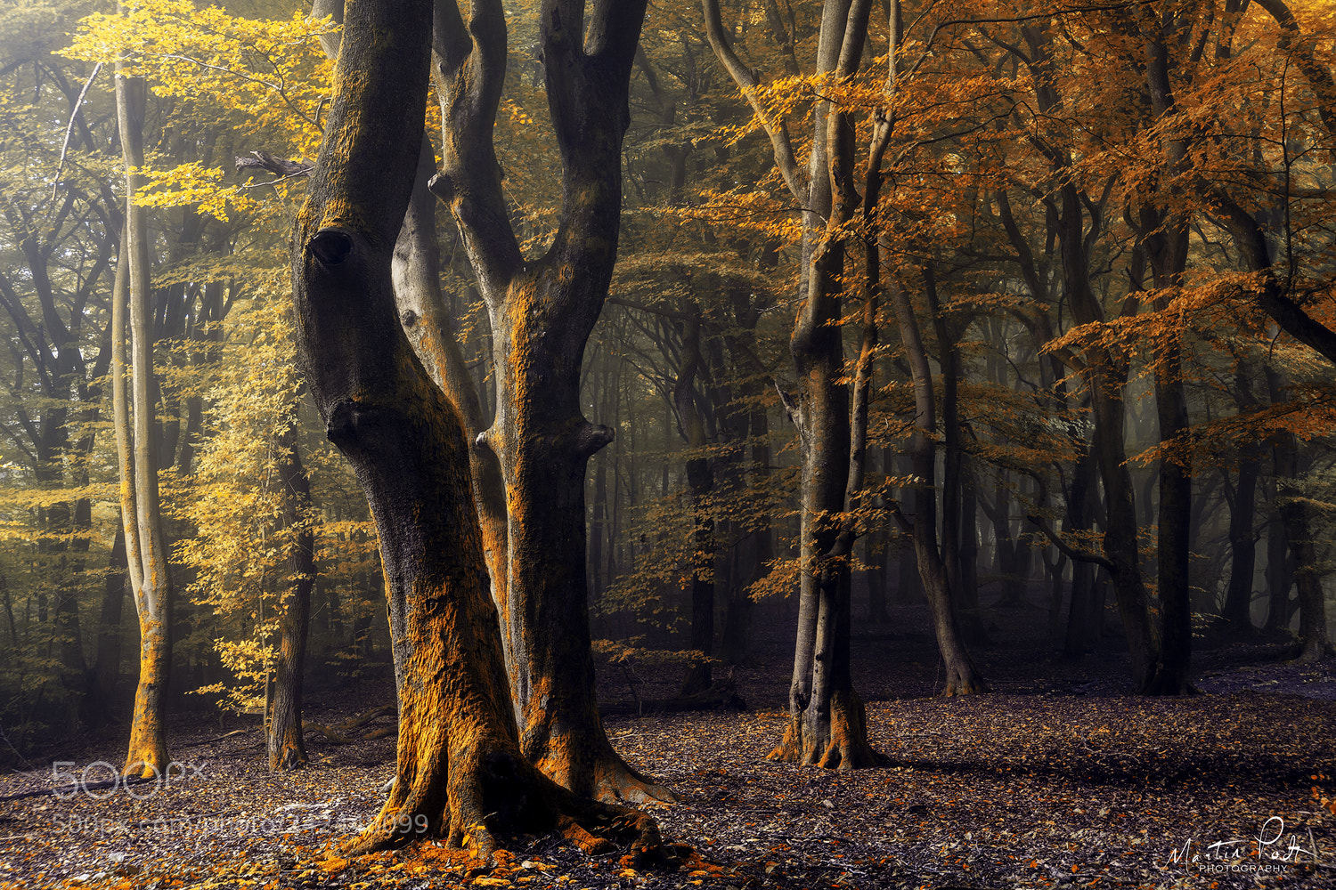 Sony a5100 sample photo. Forest mood photography