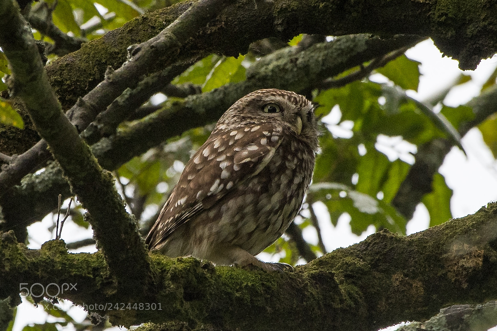 Nikon D500 sample photo. Little owl  photography