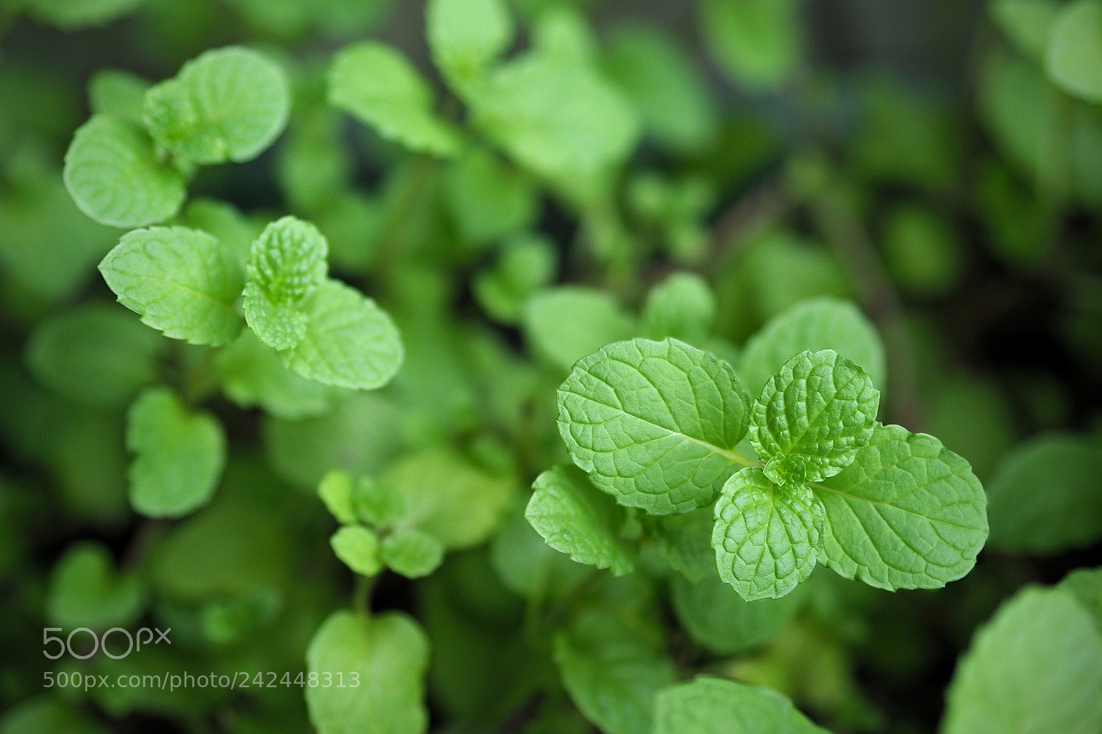 Olympus OM-D E-M1 Mark II sample photo. Mint leaves photography