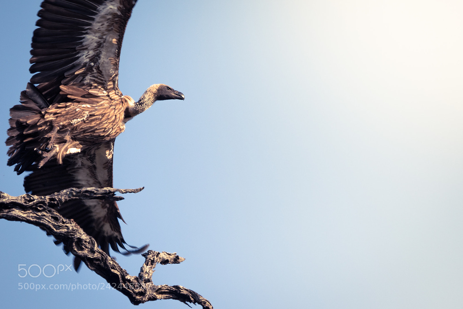 Canon EOS 7D Mark II sample photo. Vulture in flight photography