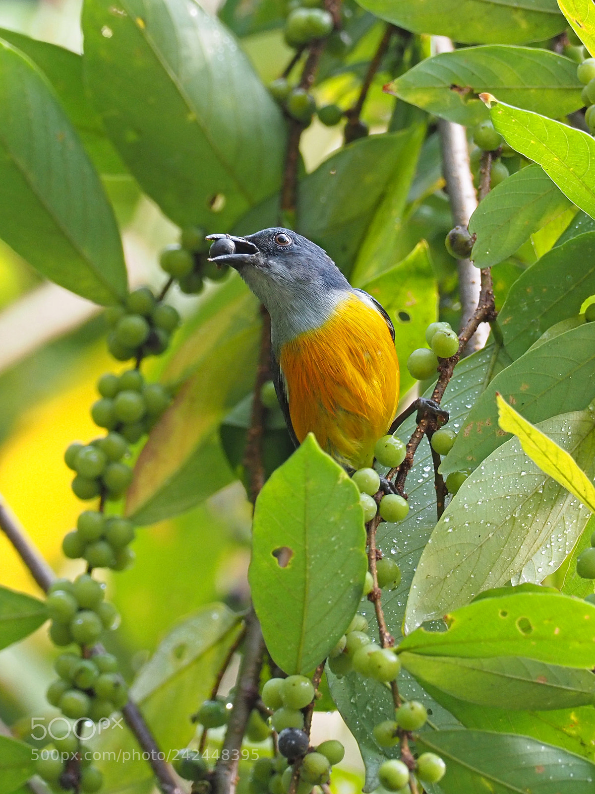Olympus OM-D E-M1 Mark II sample photo. Orange-bellied flowerpecker photography