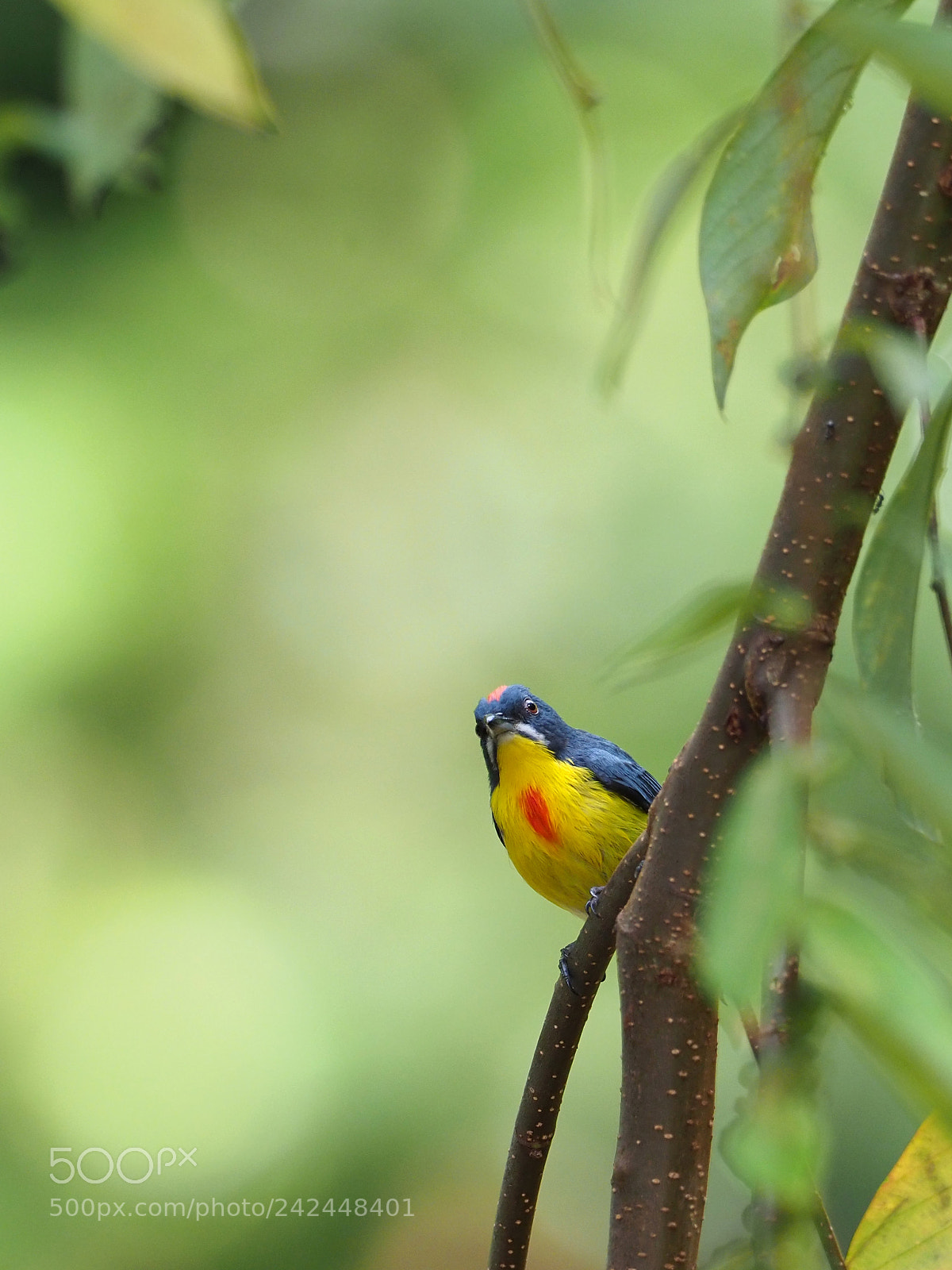 Olympus OM-D E-M1 Mark II sample photo. Crimson flowerpecker photography