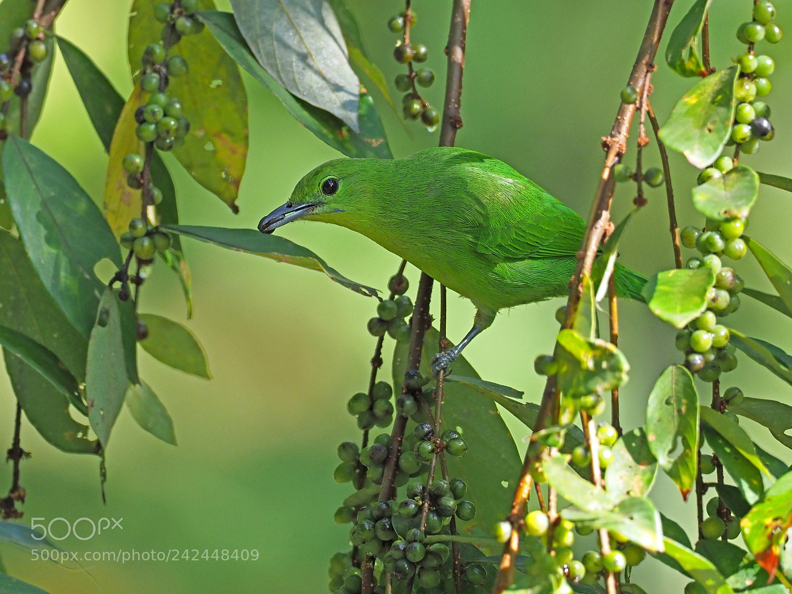 Olympus OM-D E-M1 Mark II sample photo. Lesser green leafbird photography