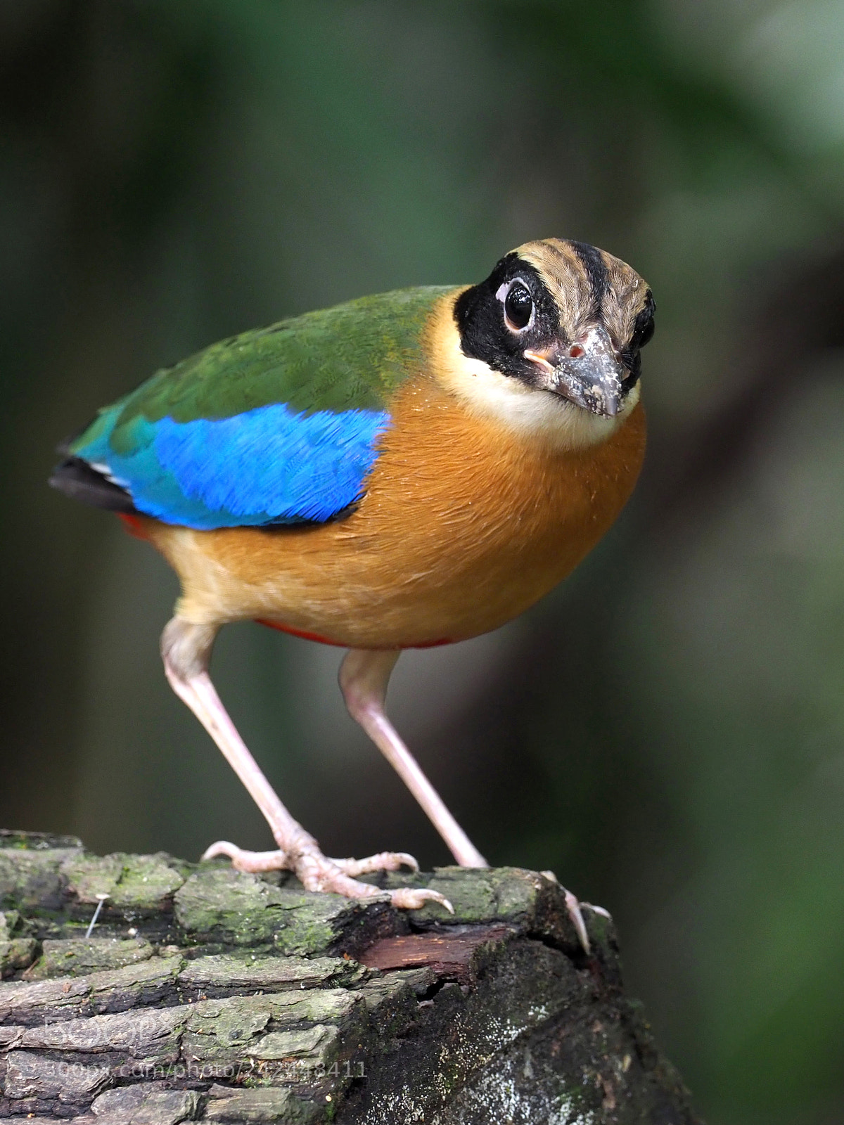 Olympus OM-D E-M1 Mark II sample photo. Blue-winged pitta photography