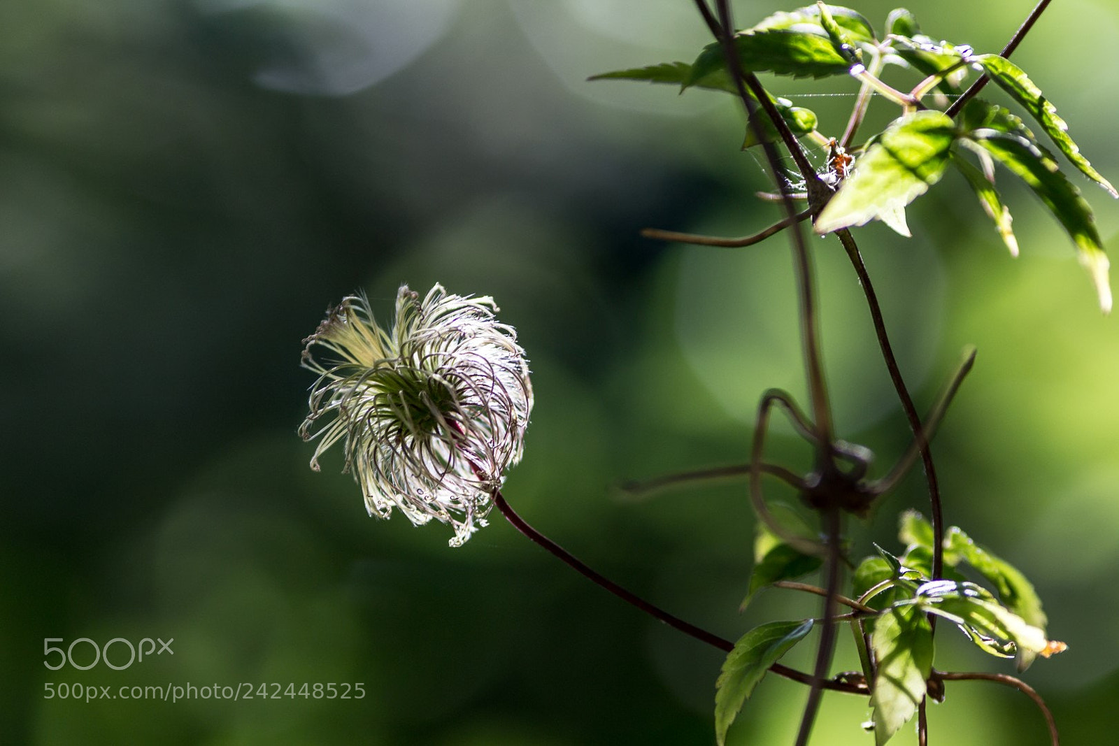 Canon EOS 1200D (EOS Rebel T5 / EOS Kiss X70 / EOS Hi) sample photo. Clematis "georg" seeds photography
