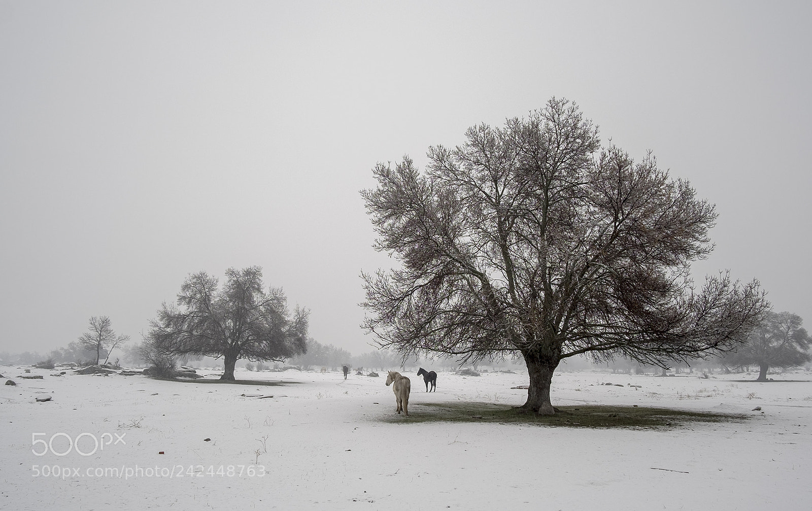 Fujifilm X-T1 sample photo. Caballos en la dehesa photography