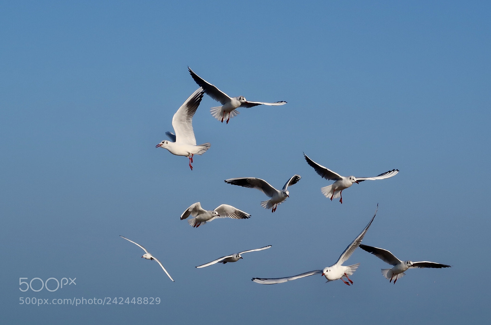 Canon PowerShot G7 X Mark II sample photo. Seagull photography