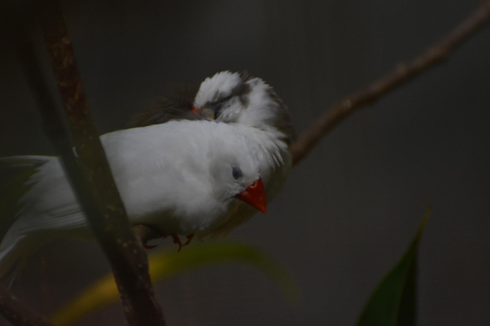 Nikon D3400 sample photo. Sleepy birds ... photography