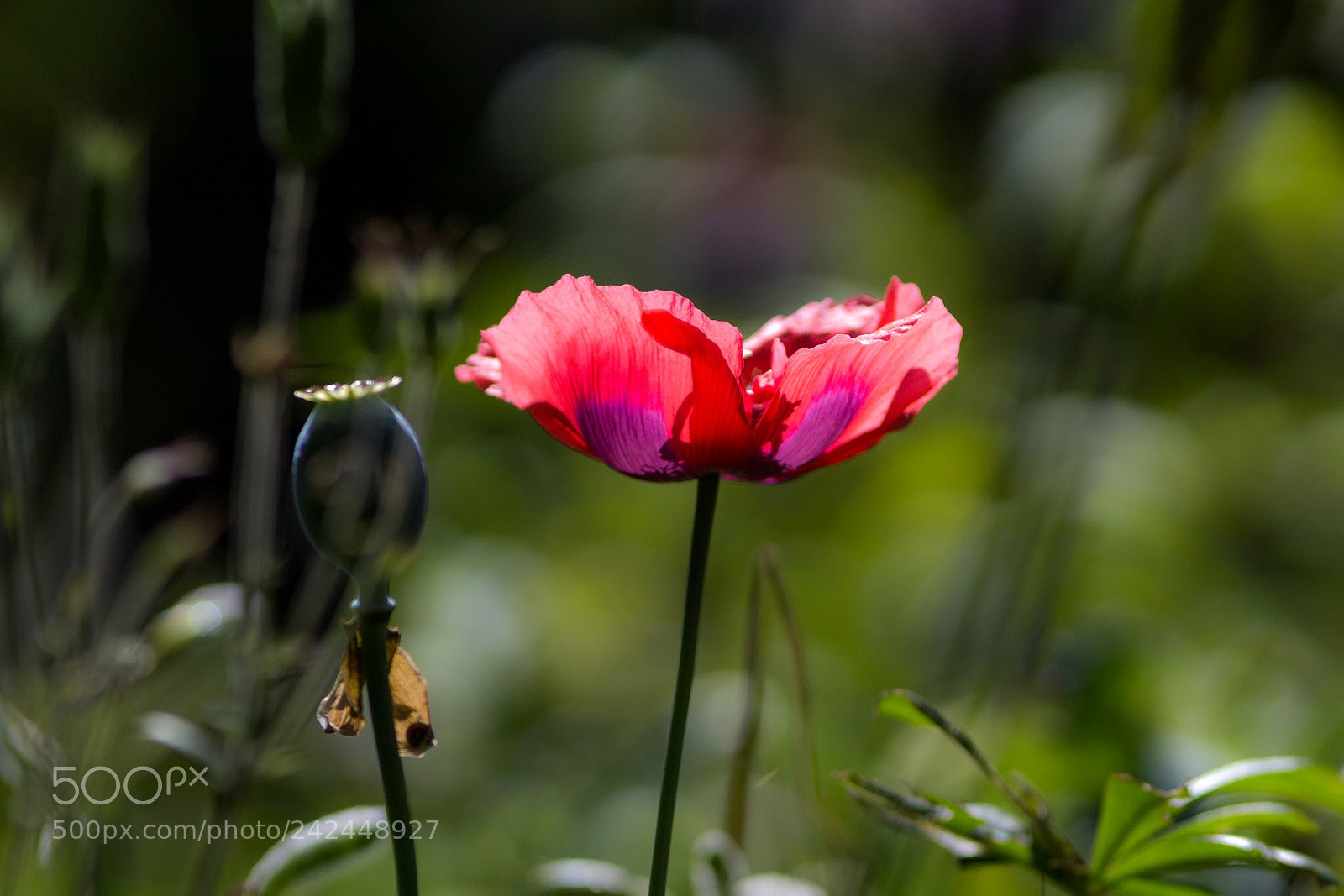 Canon EOS 1200D (EOS Rebel T5 / EOS Kiss X70 / EOS Hi) sample photo. Poppy photography