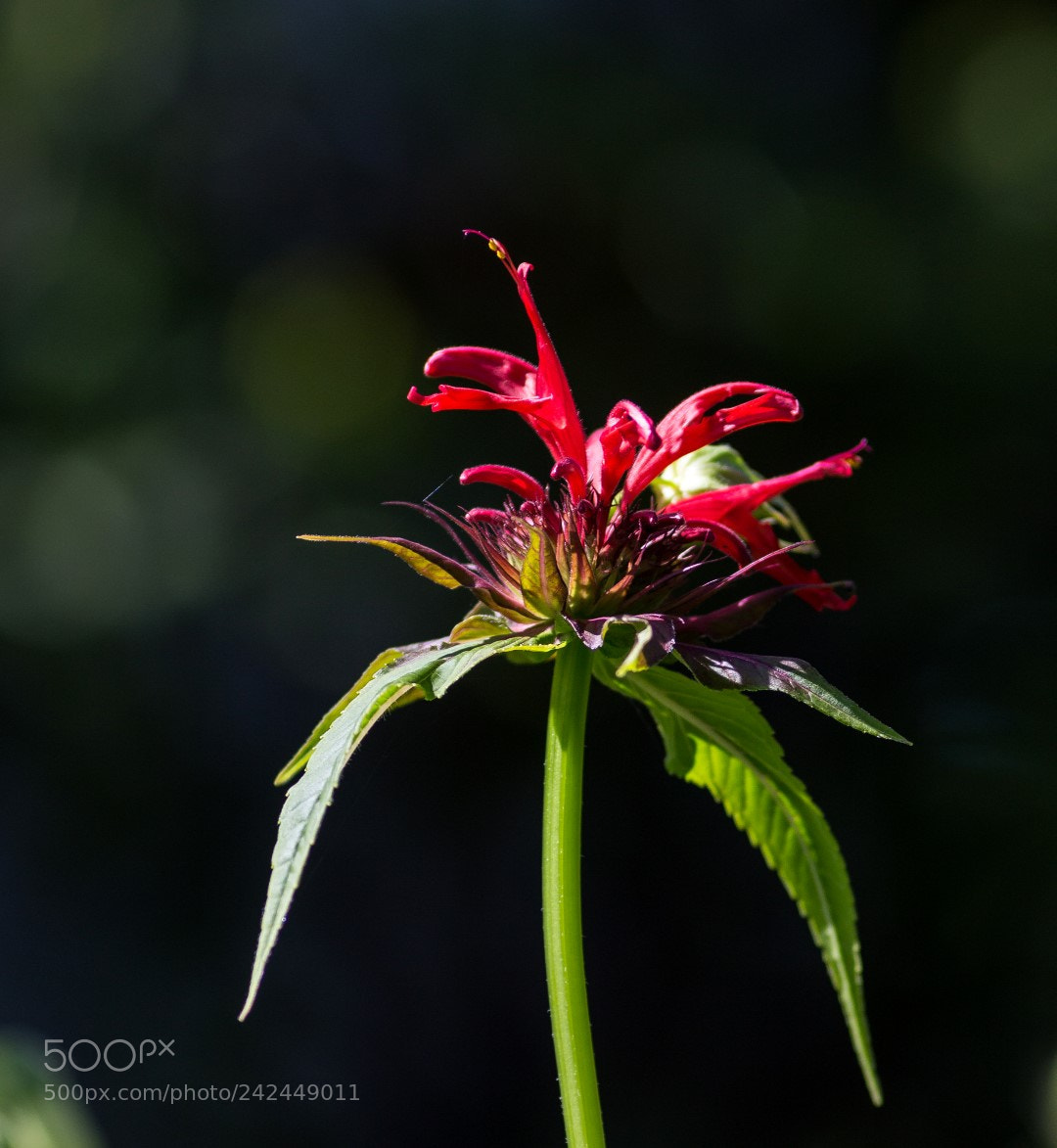 Canon EOS 1200D (EOS Rebel T5 / EOS Kiss X70 / EOS Hi) sample photo. Monarda didyma photography