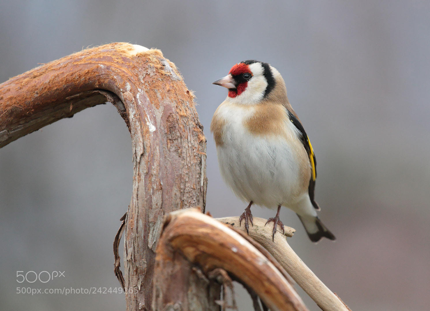 Canon EOS 7D Mark II sample photo. European goldfinch photography